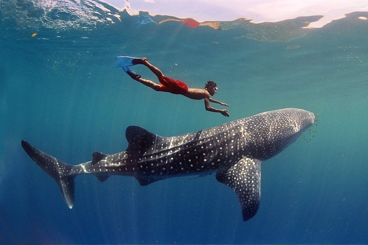 Whale shark encounter in the Indian Ocean