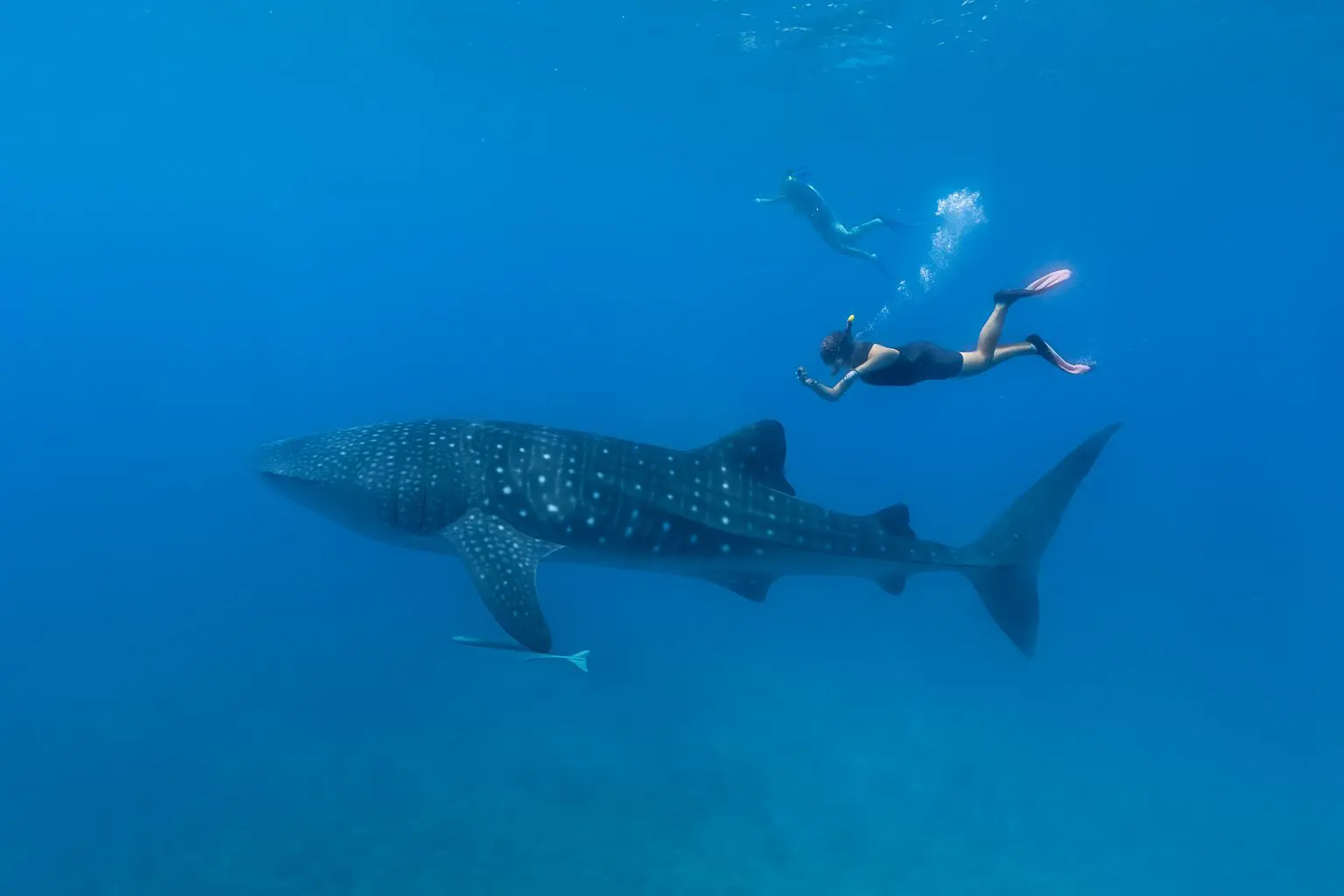 Swimming with a whale shark