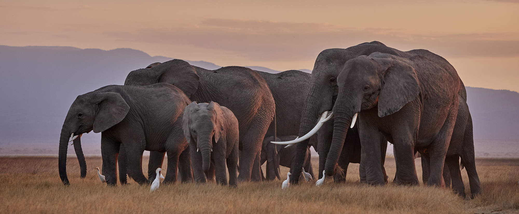 Elephant herd in Kenya