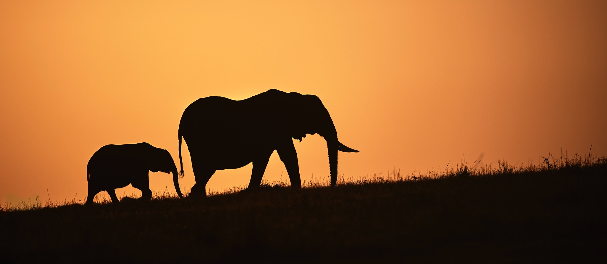 Elephants at sunset