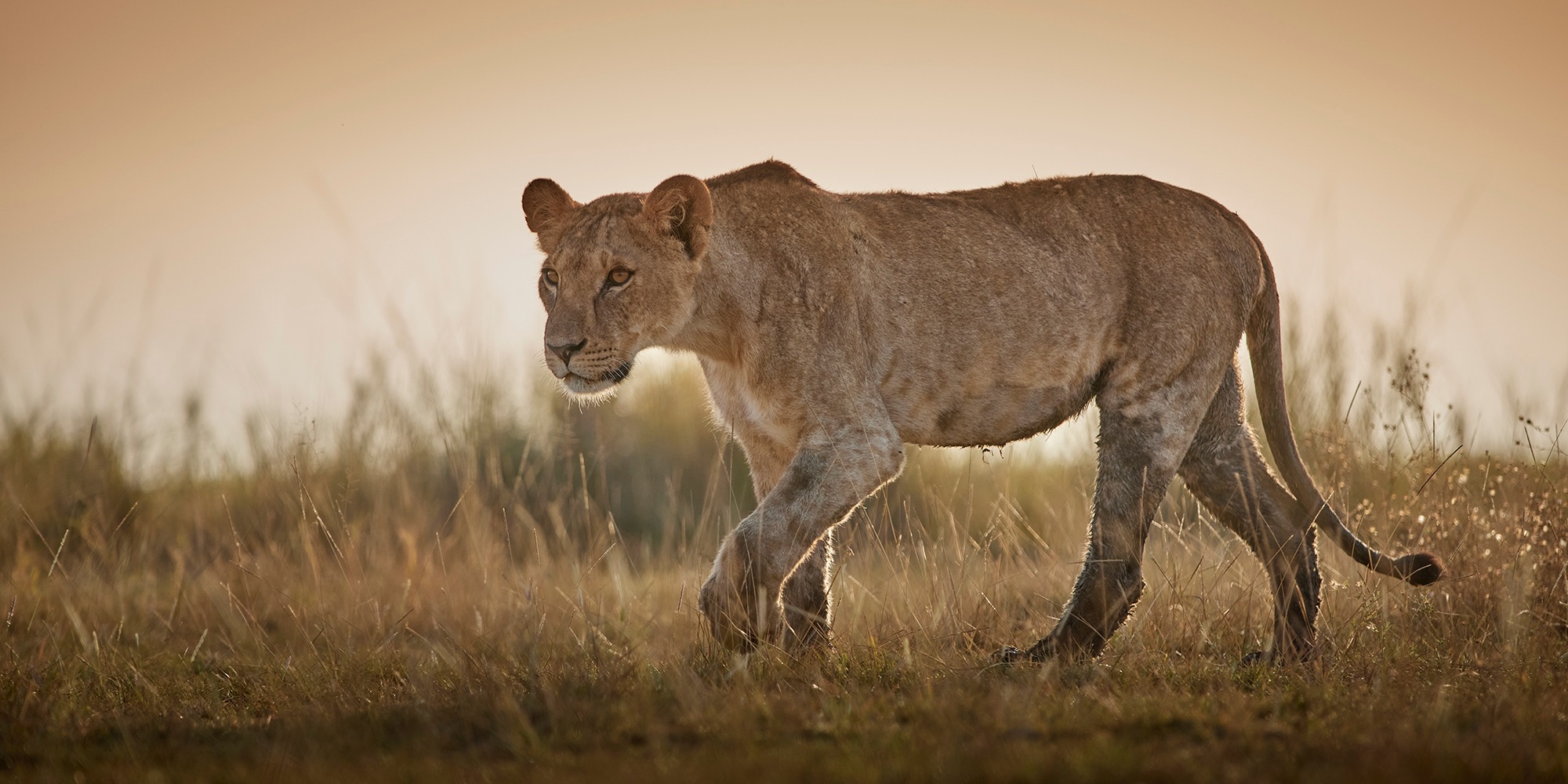 Lioness in Kenya
