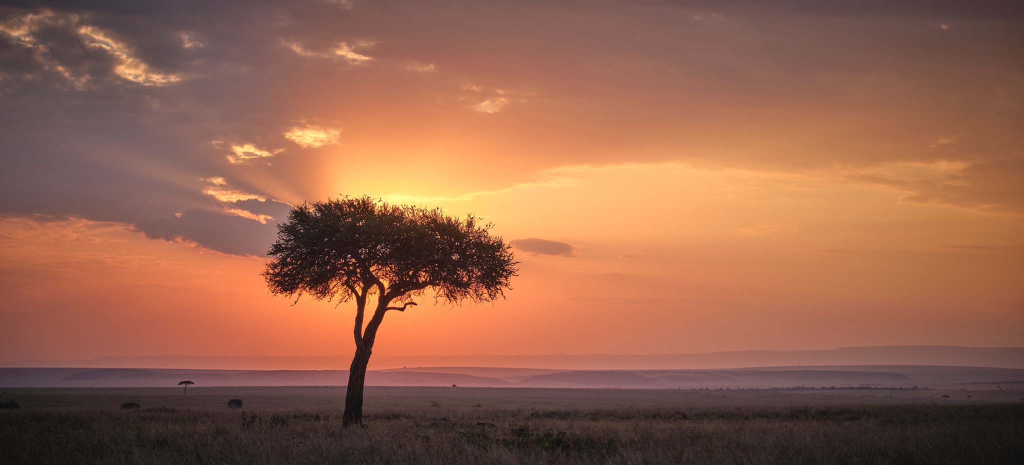 Acacia tree at sunset